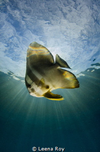 The celestial batfish by Leena Roy 
